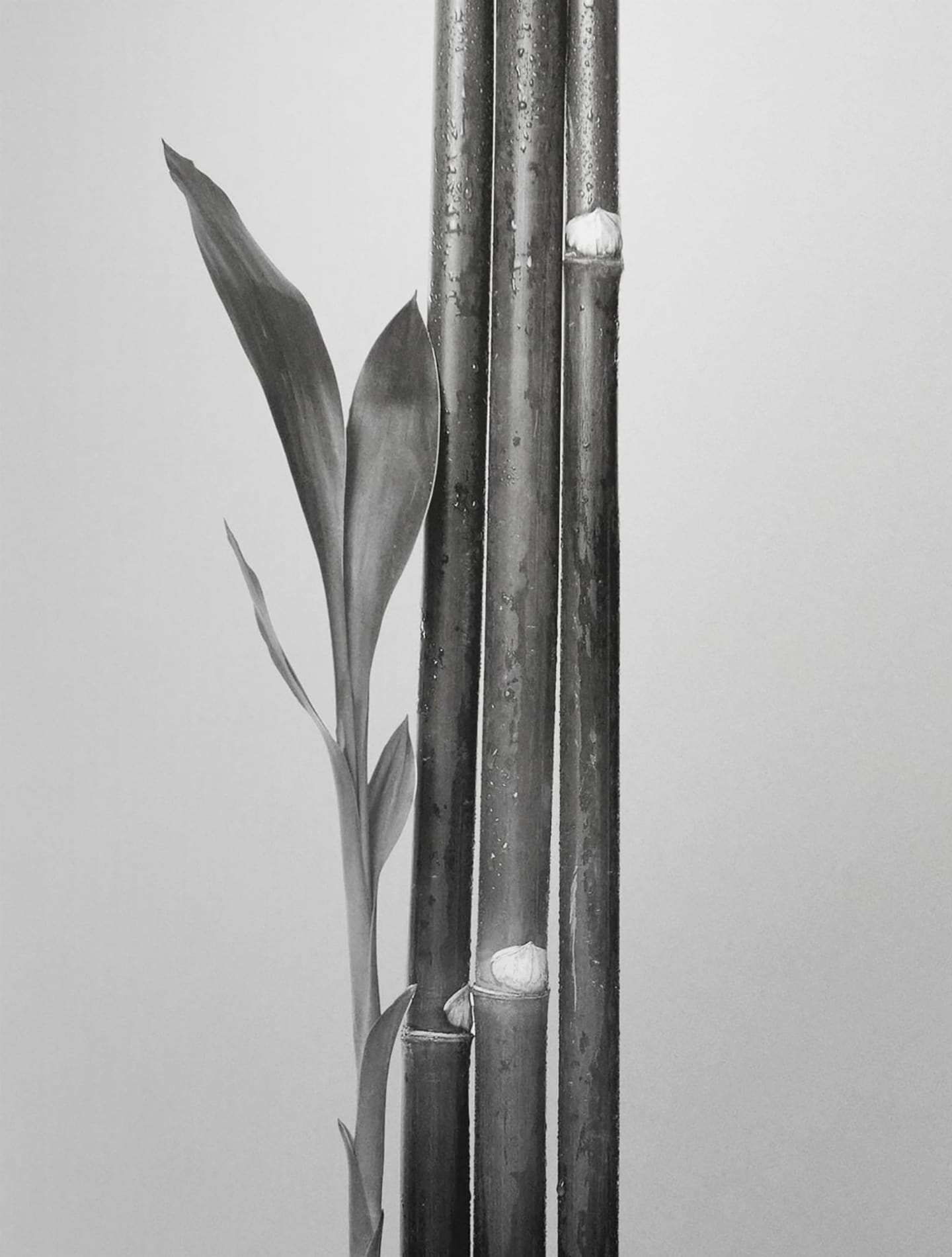 Bamboo stalks and leaf (black and white)